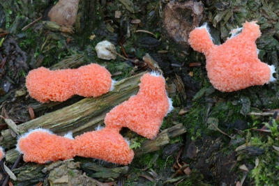 Red Raspberry Slime Mould